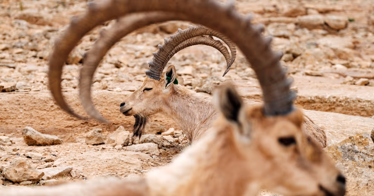 Horny Goat Weed: Can It Treat Erectile Dysfunction?